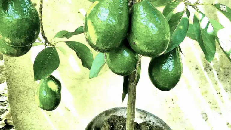 CÓMO HACER CRECER UN AGUACATE EN MACETA Y CONSEGUIR FRUTOS EN SOLO 6 MESES