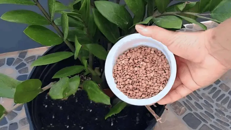 CON UNA TAZA DE ESTE INGREDIENTE, CUALQUIER PLANTA COBRA VIDA INSTANTÁNEAMENTE