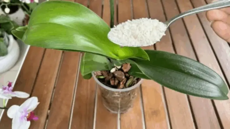 CÓMO HACER QUE TUS ORQUÍDEAS FLORECEN SIN PARAR TODO EL AÑO CON SOLO UNA TAZA AL MES