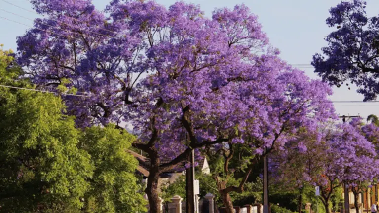 CÓMO PLANTAR ÁRBOLES: UNA ACCIÓN NOBLE Y BENEFICIOSA PARA TU HOGAR Y EL MEDIO AMBIENTE