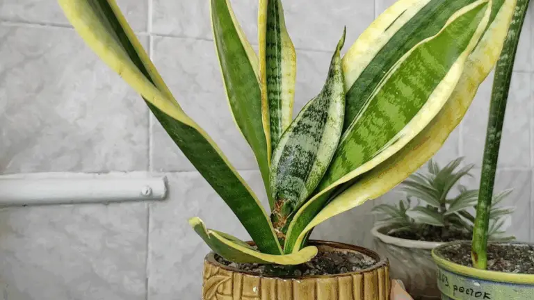 TRUCO RÁPIDO DEL DÍA: CÓMO HACER QUE TU SANSEVIERIA CREZCA MÁS FUERTE Y CON MÁS HOJAS