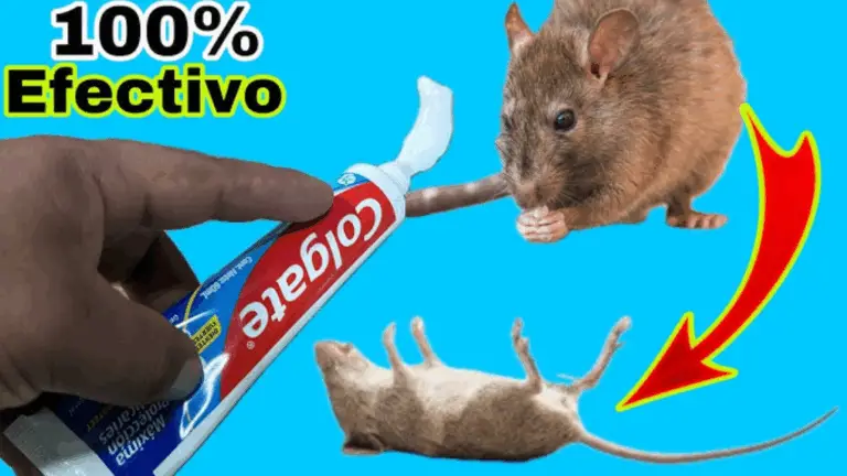 CÓMO PROTEGER TU CASA DE RATAS, CENICEROS Y FORMIGAS USANDO SIMPLE DENTÍFRICO