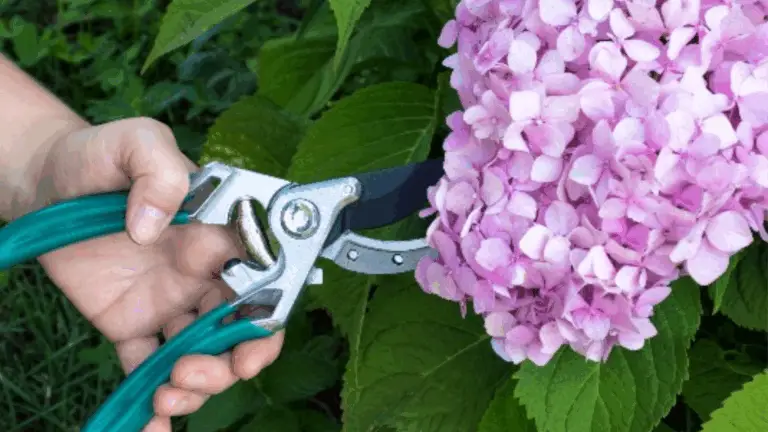 CÓMO PROPAGAR HORTENSIAS: LA MÉTODO MÁS FÁCIL PARA CONSEGUIR MÁS PLANTAS