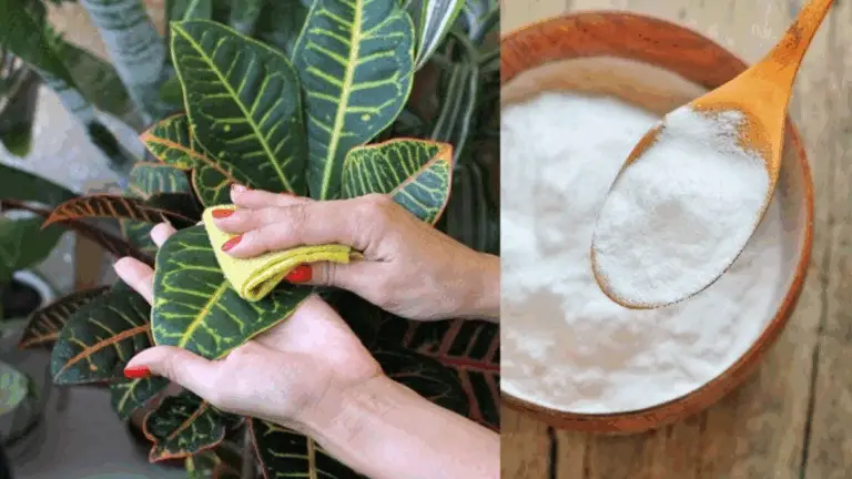 EL BICARBONATO DE SODIO, EL MEJOR AMIGO DEL JARDINERO: 14 USOS INGENIOSOS QUE NO PUEDES PERDERTE