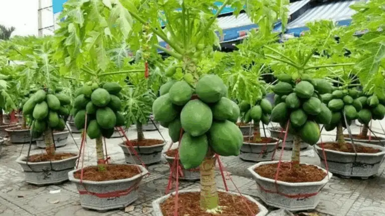CÓMO HACER CRECER UNA PLANTA DE PAPAYA: GUÍA COMPLETA PARA HACERLA FLORAR Y FRUCTIFICAR