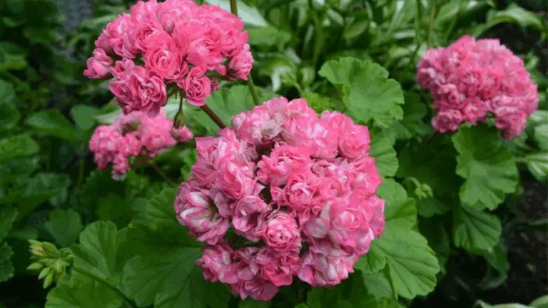 MAGNÍFICAS GERANIAS Y VARAS DE ROSAS EN EL BALCÓN: CONSIGUE UN JARDÍN VIBRANTE Y ATRACTIVO