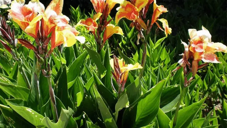 CUIDADOS Y CARACTERÍSTICAS DE LA ACHIRA (CANNA INDICA): LA BELLE PLANTA QUE TRANSFORMA TU JARDÍN
