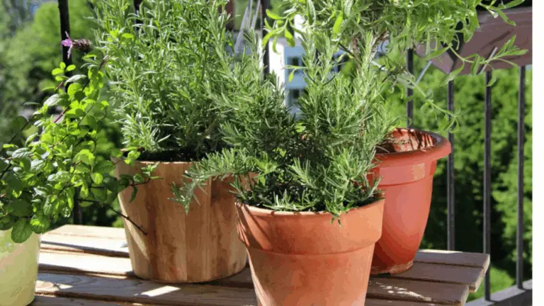 CÓMO CULTIVAR ROMERO EN MACETA: ¡UNA PLANTA FÁCIL, PRÁCTICA Y MUY ÚTIL EN TU HOGAR