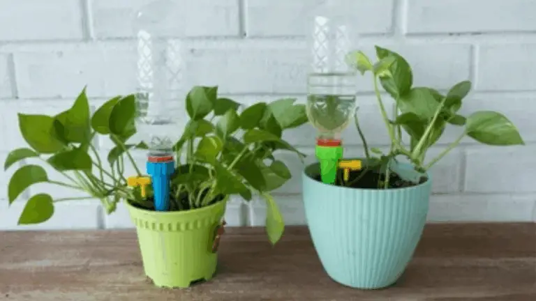 CÓMO REGAR SEGÚN EL TIPO DE PLANTA: ¡CONSEJOS PARA QUE TUS PLANTAS SIGAN SIENDO SALUDABLES Y FELICES!