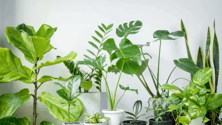 PLANTAS DE JARDÍN: EL SECRETO PARA UN ESPACIO VIBRANTE, Agradable Y ANIMAL FRIENDLY