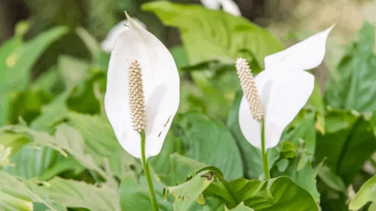 LILY DE LA PAIX: CON ESTE INGREDIENTE ÚNICO, FLORECE SIN PARAR MÁS DE 10 AÑOS