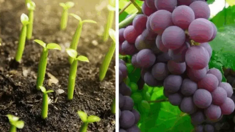 GUÍA PRÁCTICA PARA CULTIVAR UVA A PARTIR DE SEMILLAS EN RECIPIENTES