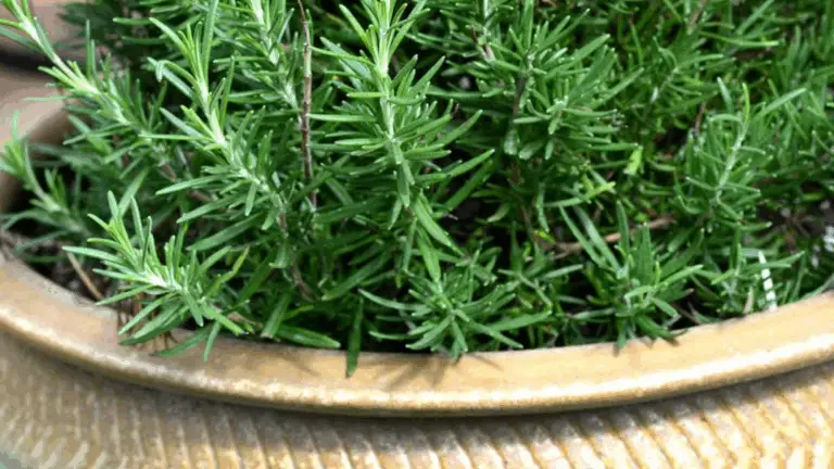 AQUÍ VAN 5 CONSEJOS CLAVE PARA QUE TU ROMERO SIEMPRE SEA ESPESO, FRAGANTE Y SALUDABLE