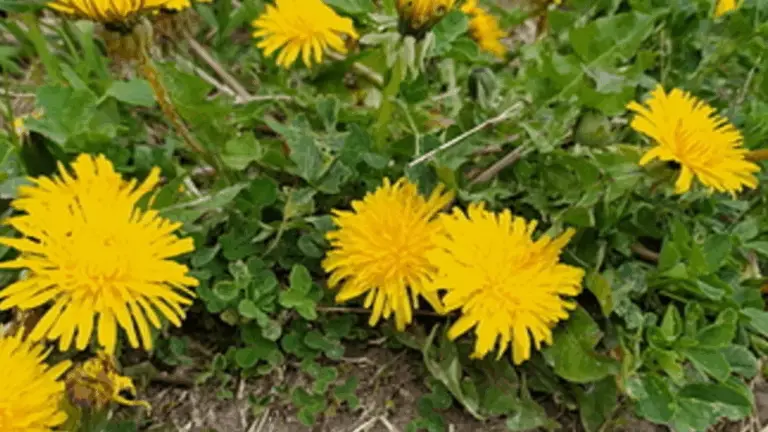 LA PLANTAS QUE VES EN LA IMAGEN: EL DIENTE DE LEÓN, UNA DE LAS MÁS PODEROSAS DEL MUNDO