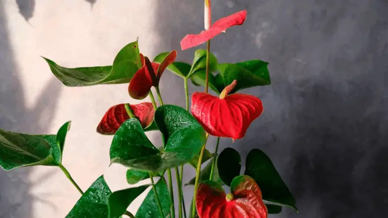 CUIDADOS BÁSICOS PARA TU ANTHURIUM: CONSEJOS PARA QUE ESTÉ SALUDABLE Y VIBRANTE