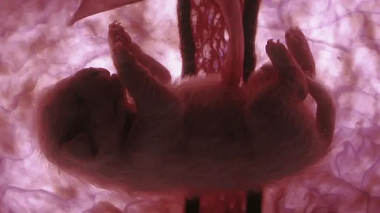 LA DURACIÓN DE LA GESTACIÓN EN LOS ANIMALES: UNA VARIACIÓN SIGNIFICATIVA ENTRE ESPECIES