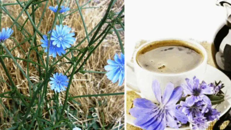LA CHICORRÉE: UNA FLORECILLA AZUL QUE ILUMINA CAMINOS Y CAMPOS POR TODA PART