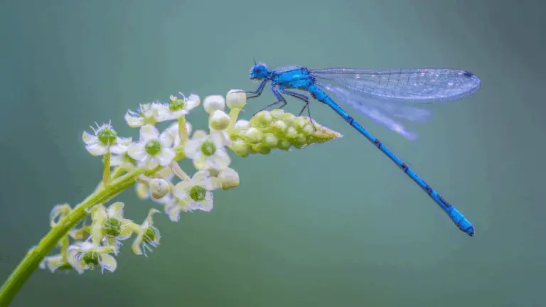DILE ADIÓS A LOS MOUSTICOS NATURALMENTE: ATRAE LIBÉLULAS CON ESTAS 12 PLANTAS