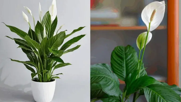 LYS DE PAIX, SOLO CON ESTE INGREDIENTE: ¡FLORECE HASTA 10 AÑOS CON UNA SOLA PREPARACIÓN!