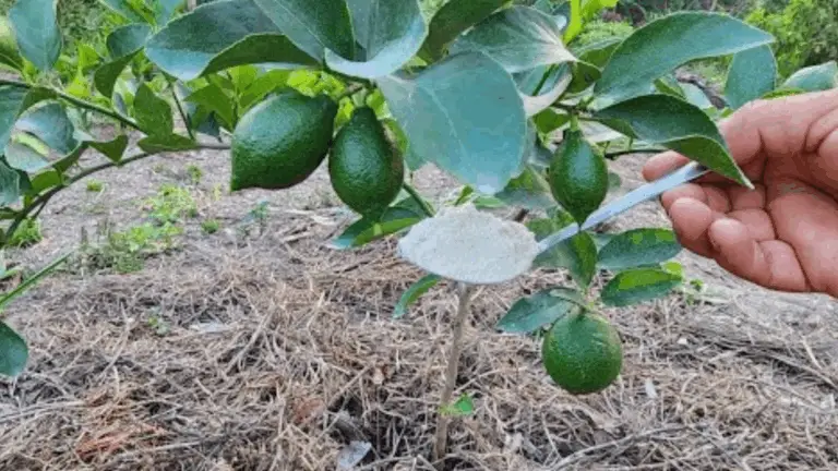 IMPULSA EL CRECIMIENTO DE TU LIMONERO CON UNA SOLA CUCHARADA DE ESTA INCREÍBLE SOLUCIÓN