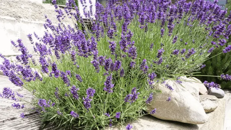 La magia de las jardineras de lavanda: un tesoro aromático y beneficioso para tu hogar 🌿💜