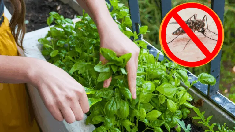 Mantén a todos felices y protegidos de los mosquitos durante todo el verano con plantas en tu jardín 🌿🦟