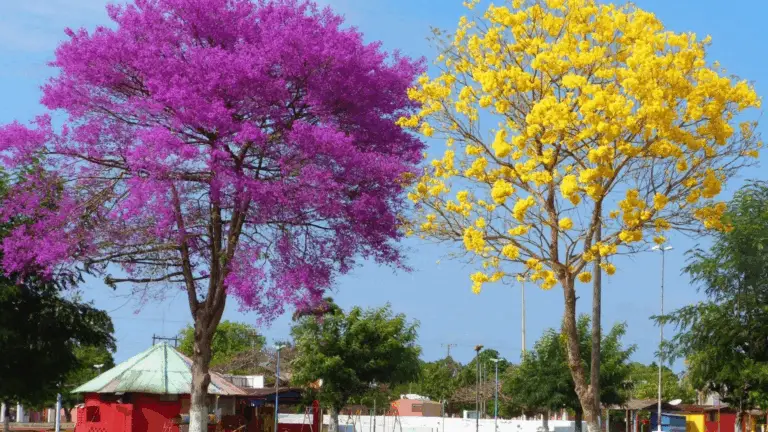 Guía rápida: Árboles ideales para plantar fuera de casa sin dañar la banqueta 🌳