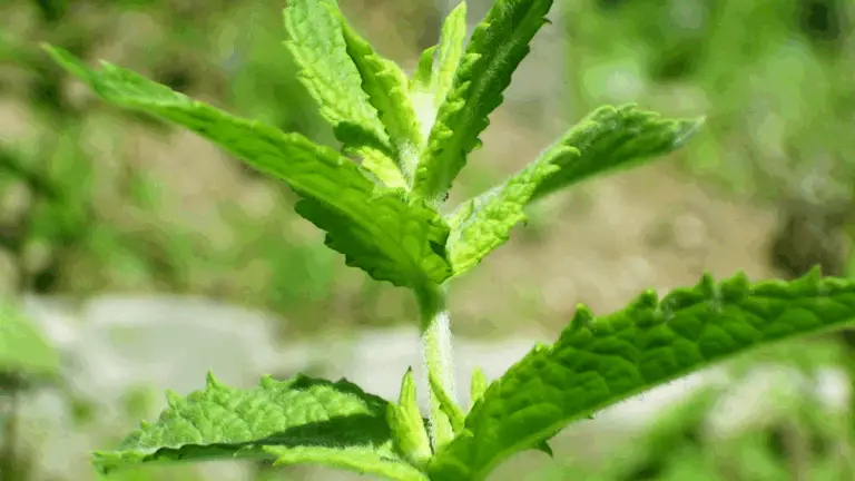 ¡El tamaño es sinónimo de prosperidad! Estas 9 hierbas necesitan recortes regulares para crecer fuertes 🌿✂️