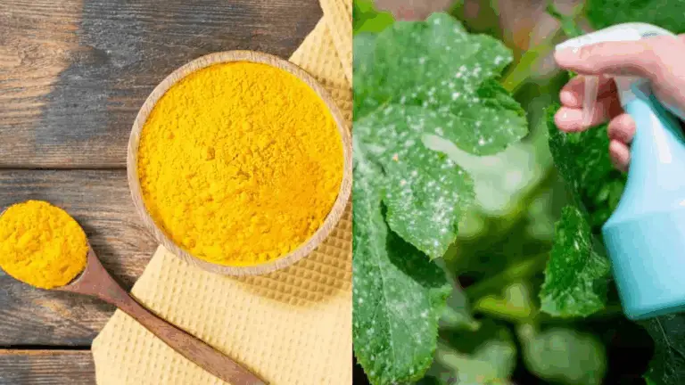Descubre el poder del curcuma en tu jardín: 10 usos sorprendentes para tus plantas 🌱✨