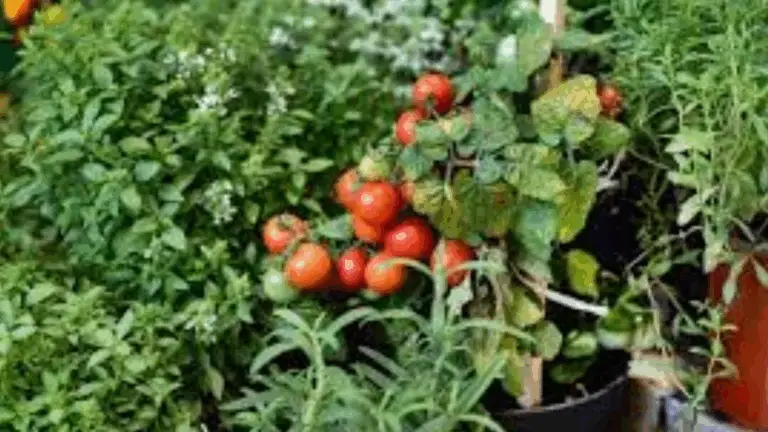¿Por qué necesitas cultivar plantas acompañantes con tomates y otras plantas beneficiosas en tu huerto? 🍅🌱