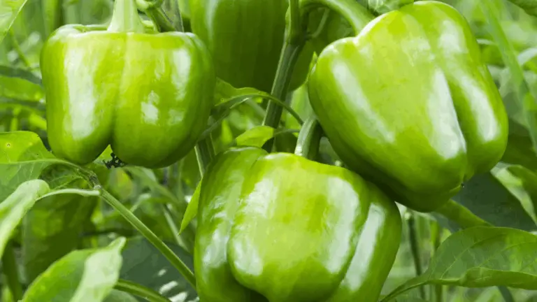 Cómo potenciar tus plantas con sal de Epsom: un truco sencillo y efectivo