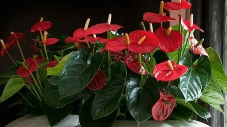 Cómo hacer que tu Anthurium florezca: el truco casero que hace explotar los botones 🌺✨