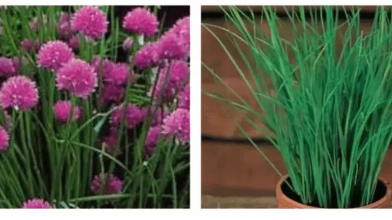 Cómo cosechar y aprovechar al máximo la ciboulette 🌿✨