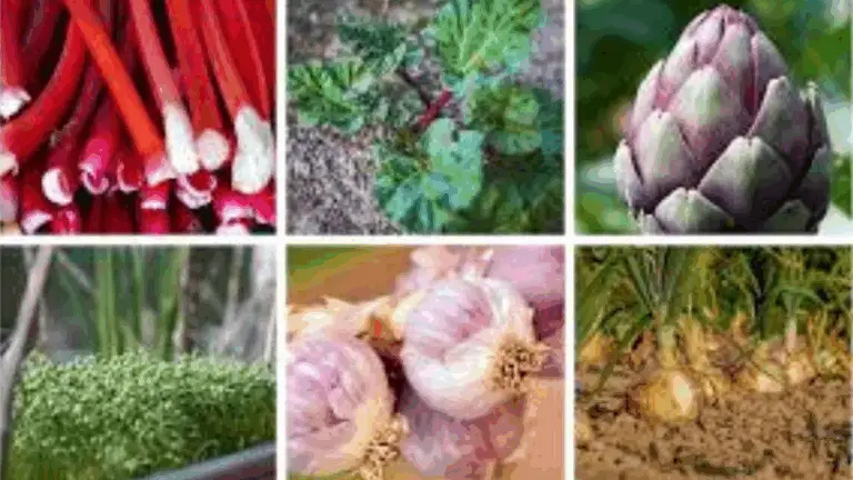 Descubre las mejores verduras perennes para un jardín que da cosechas año tras año 🌿✨