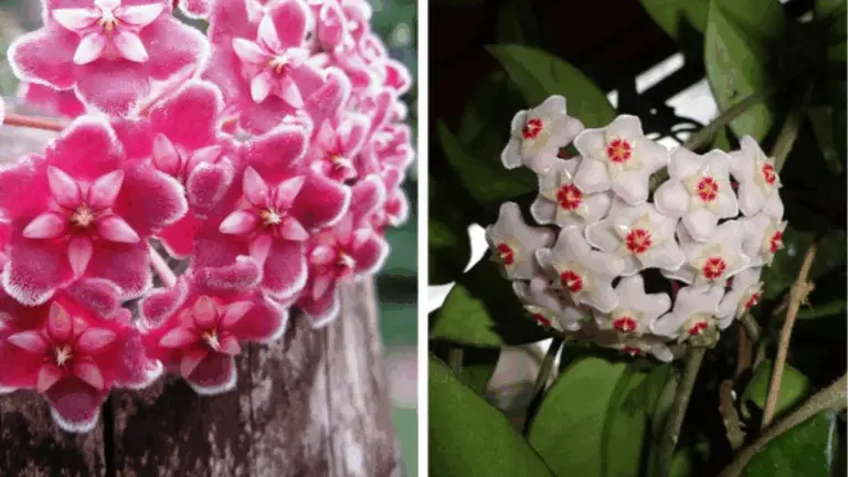 HOLA, ¿QUIERES SABER CÓMO CUIDAR Y CULTIVAR TU Hoya CHARNOSA PARA QUE BRILLE Y FLORIQUE EN TODO SU ESPLENDOR?