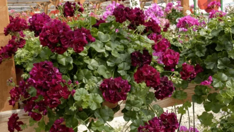 GÉRANIOS: CONSEJOS ESENCIALES PARA UN BALCÓN LLENO DE COLORES Y VIDA