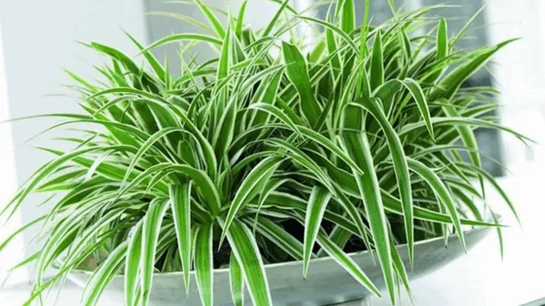 MULTIPLICAR TUS PLANTAS DE ARÁIGNEA EN AGUA: UNA TÉCNICA FÁCIL Y SATISFAFACTORIA