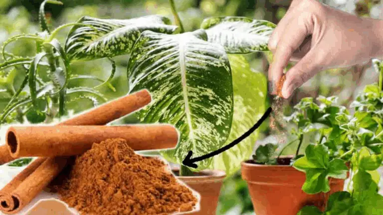 USAR CANELA EN POLVO EN TUS PLANTAS: UNA OPCIÓN NATURAL Y MULTIFACÉTICA