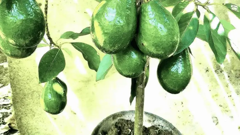 DEJA DE COMPRAR AGUACATE: CÓMO CULTIVAR EL TUYO EN CASA Y VER RESULTADOS RÁPIDOS