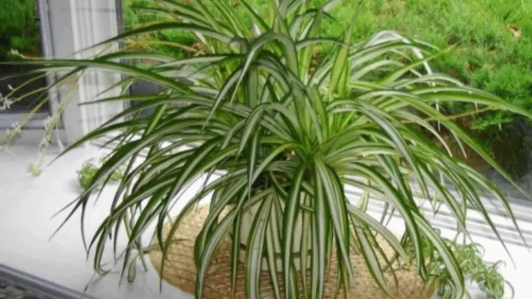 MÉDIO MOTHER: UNA BELLA PLANTA DE INTERIOR MUY ELEGANTE Y RESISTENTE