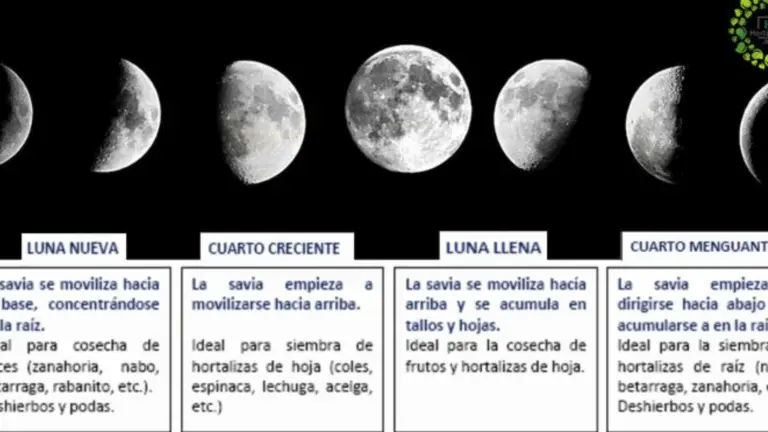 FASES LUNARES Y SU INFLUENCIA EN LA SEVE: DESCUBRE CÓMO LA LUNA Afecta TU HUERTO