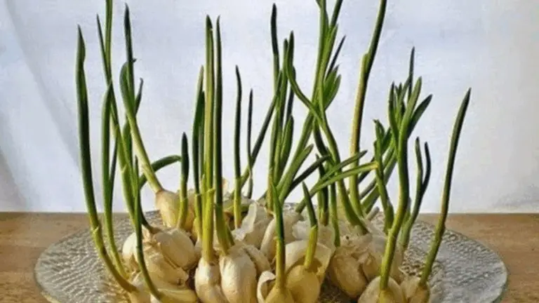 YA NO COMPRO AJO EN LA TIENDA: MI JARDINERO ME ENSEÑÓ CÓMO CULTIVARLO EN GRAN CANTIDAD