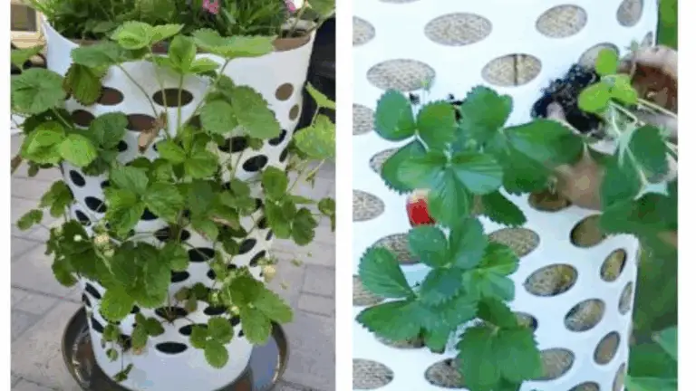 CULTIVE UN JARDÍN PRODUCTIVO EN EL CONTENEDOR MÁS INESPERADO: ¡LOS CESTOS DE LAVAR!