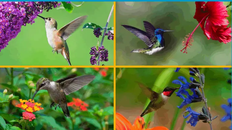 9 AIMANTOS DE COLIBRÍES PARA PLANTAR EN TU JARDÍN Y ATRAER ESTOS HÁBILES POLINIZADORES