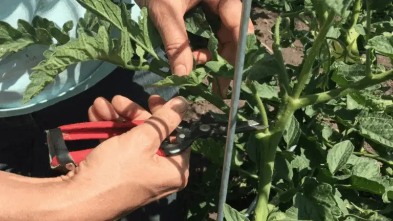 CÓMO PODAR LOS TOMATES PARA LOGRAR UN RENDIMIENTO MÁXIMO Y UNA PLANTA SALUDABLE