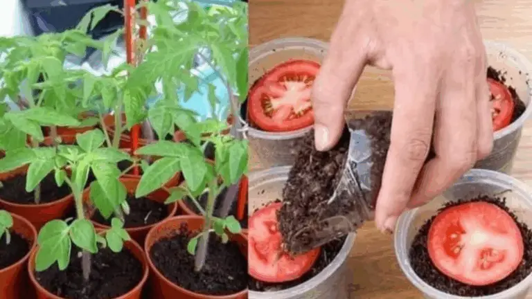 MIRA CÓMO UNA REBANADA DE TOMATE SE TRANSFORMA EN UNA PLANTA PROSPERA: UNA REVOLUCIONARIA TRANSFORMACIÓN EN POCAS SEMANAS