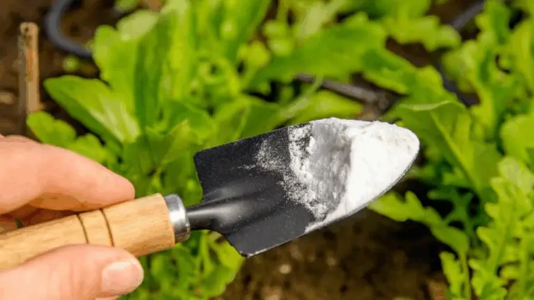 EL BICARBONATO DE SODÁ: UNA OPCIÓN SEGURA, ECONÓMICA Y ECOLÓGICA PARA CUIDAR TU JARDÍN
