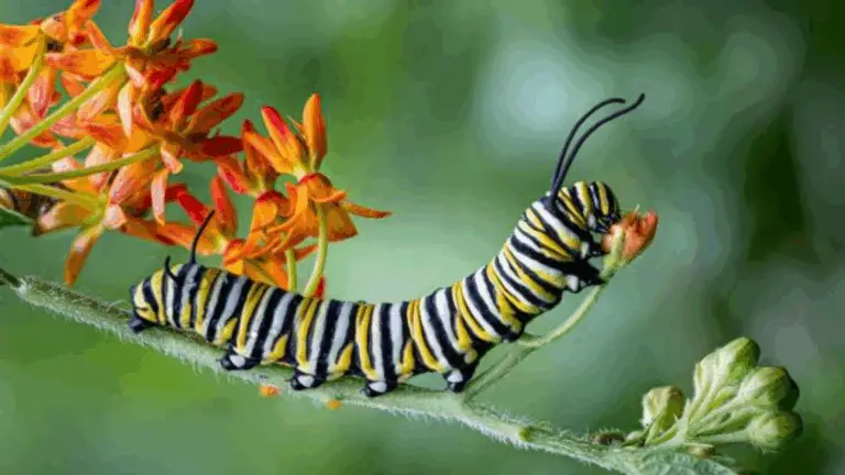 NO TODOS LOS INSECTOS SON UNA PLAGA: DESCUBRE CÓMO PUESTOS EN SU SITIO PUEDEN PROTEGER TU JARDÍN