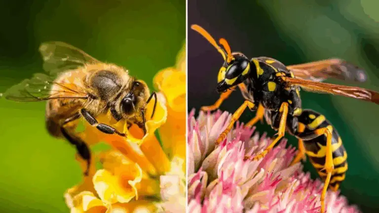 ABELLA O AVISPA: ¡CONOCE LA DIFERENCIA Y APRENDE A VALORAR A CADA UNA!