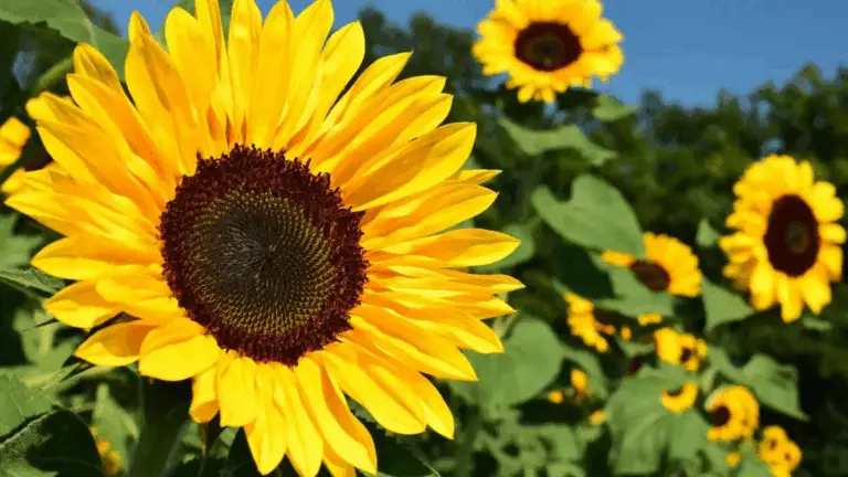 QUÉ PLANTAR EN MAYO: UNA GUÍA DEL JARDINERO PARA UN VERANO LLENO DE FLORES Y FRUTOS